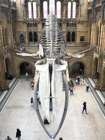 Blue whale skeleton at he London Museum of natural history