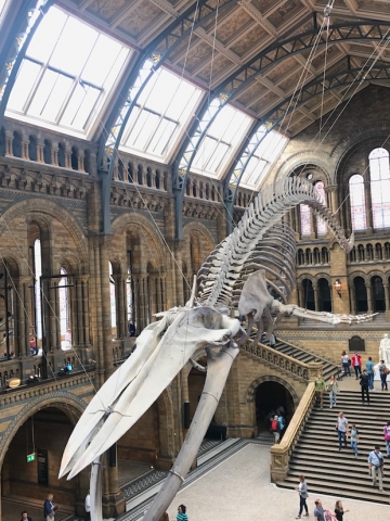 Blue whale skeleton at London museum of natural history
