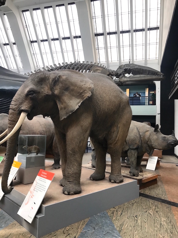 Elephant exhibit at the museum of natural history in London