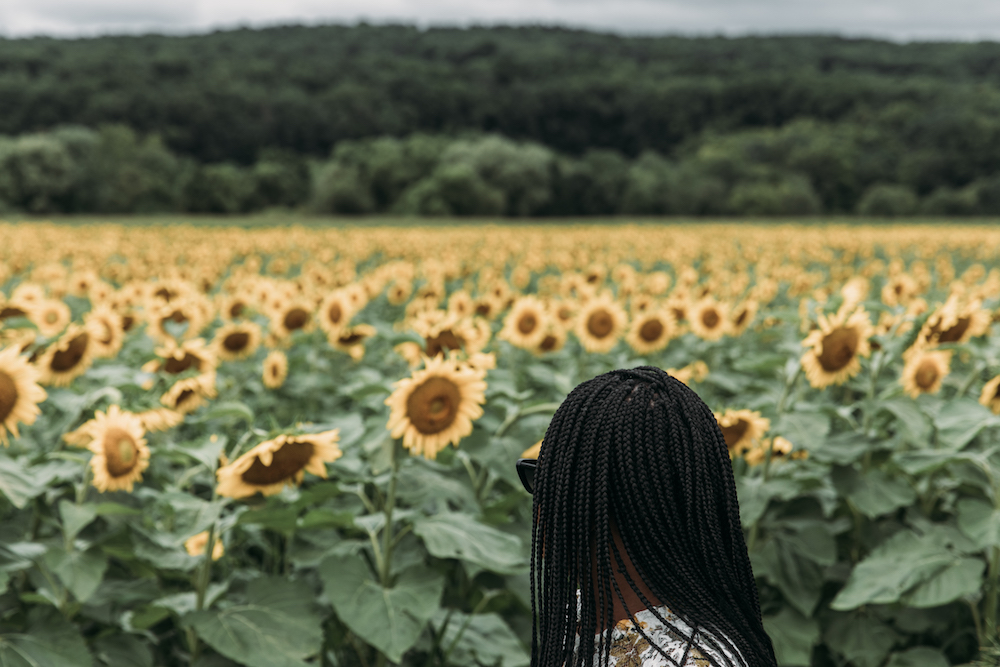 New Jersey Sunflower Fields