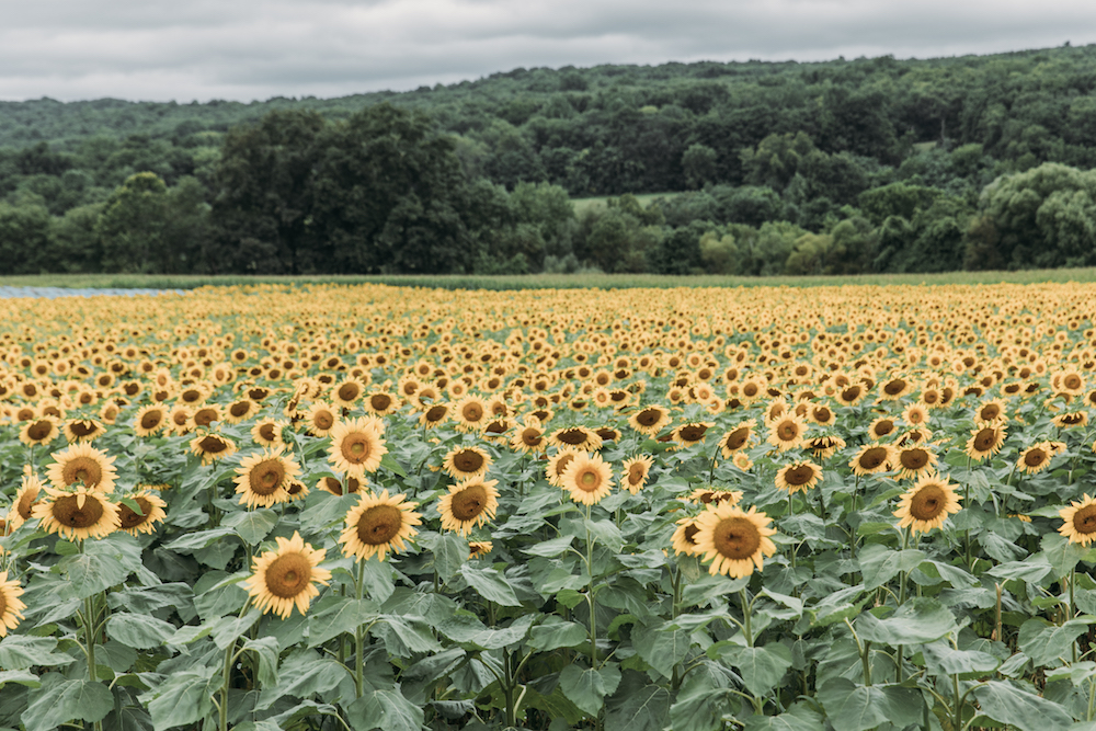 Beautiful Sunflower Fields