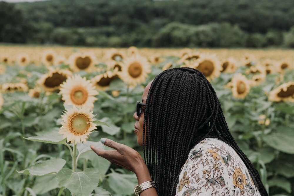 Sunflower Fields